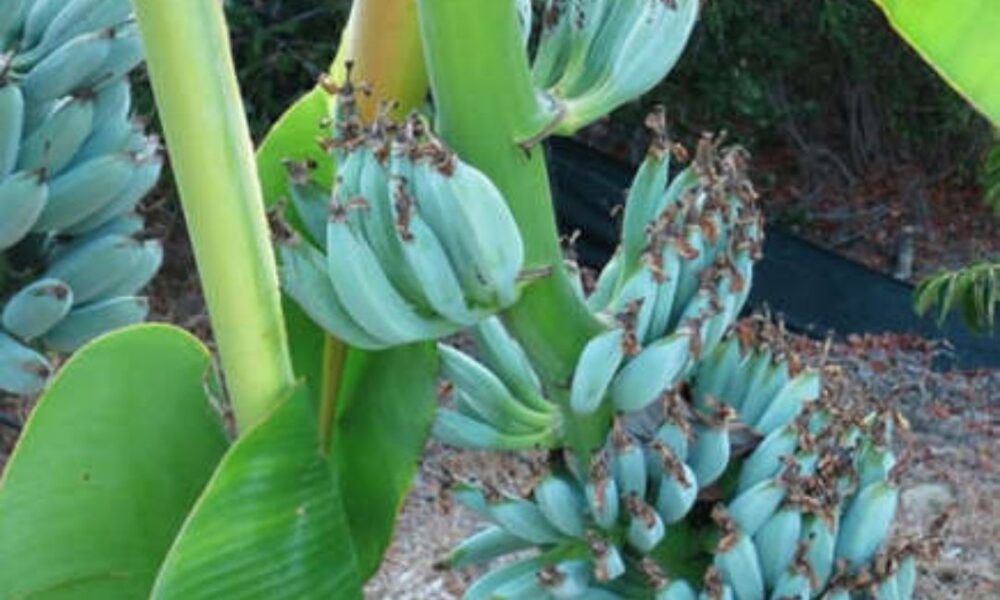 Conheça a banana azul que tem gosto de baunilha e textura de sorvete