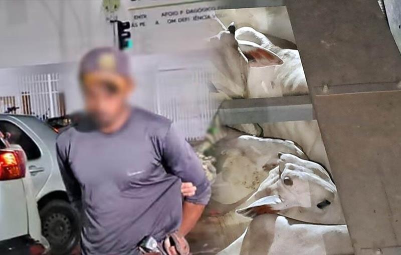 Roubo de gado termina com prejuízo frustrado: 30 cabeças são recuperadas e suspeito vai parar na delegacia